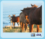 Transkei ponies. Mpande. South Africa.