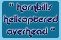 hornbills helicoptered overhead
