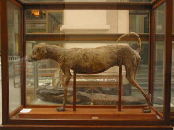 A well preserved mummified dog and giant fish.