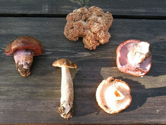 A selection of 'La Chaise Dieu' mushrooms.