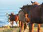 Transkei ponies. Mpande. South Africa.