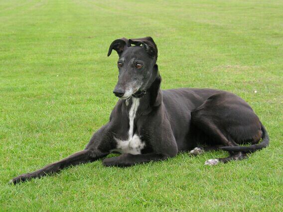 Our dog 'Scout', a typically gentle and lazy greyhound who we adopted via the Retired Greyhound Trust.