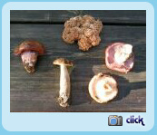 A selection of 'La Chaise Dieu' mushrooms