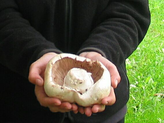 A huge mushroom from Landos.
