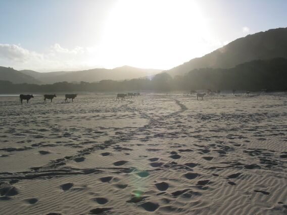 Beach cows. Mpande. South Africa.