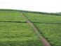 Tea plantations. Makona, Uganda.